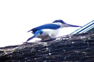 Heilige IJsvogel