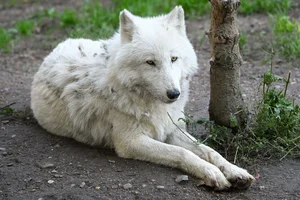 Poolwolf