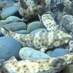 Swell Shark