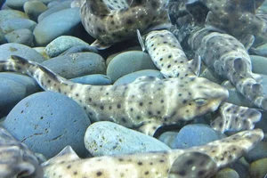 Gefleckter Schwellhai