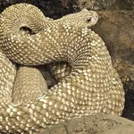 Uracoan Rattlesnake