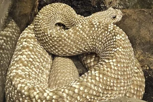 Uracoan Rattlesnake