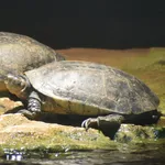 Marsh terrapin