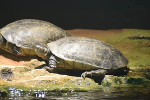 Afrikaanse moerasschildpad