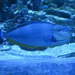 Bignose Unicornfish