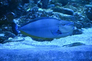 Bignose Unicornfish