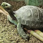 Asian Giant Tortoise