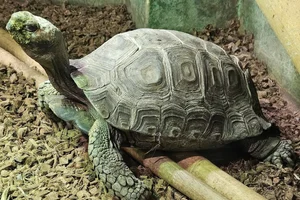 Bruine landschildpad