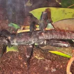 Giant Spiny Stick Insect