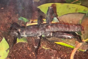 Giant Spiny Stick Insect