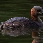 Little Grebe