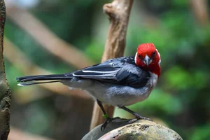 Dominicanerkardinaal