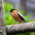 Brahminy Starling