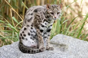 Bengaalse Tijgerkat