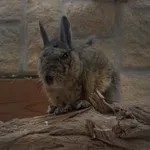 Northern Mountain Viscacha