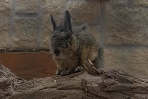 Peruviaanse haasmuis