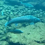 Adriatic Sturgeon