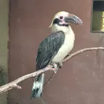 Luzon Hornbill