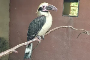 Luzonneushoornvogel
