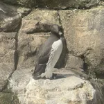 Common Guillemot