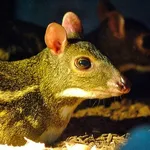 Yellow-striped Chevrotain