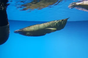 Arowana