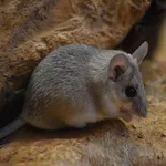 Seurat’s Spiny Mouse
