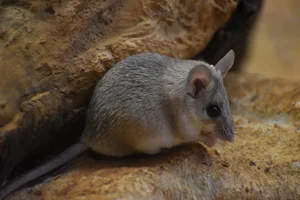 Seurat’s Spiny Mouse