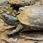 Chinese Pond Turtle