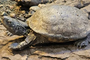 Chinese driekielschildpad