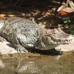 Broad-snouted Caiman