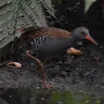 Water Rail