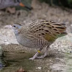 Corncrake