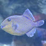 Yellowspotted Triggerfish