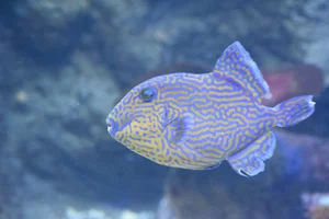 Blaustreifen-Drückerfisch