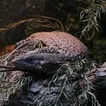 Banded Tree Monitor