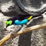 Paradise Tanager