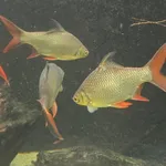 tinfoil barb