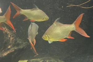 tinfoil barb