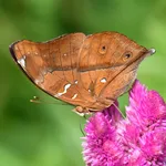 Doleschalia bisaltide