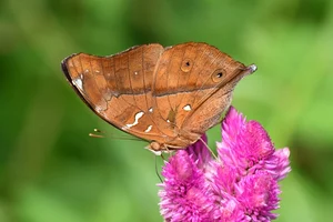 Doleschalia bisaltide