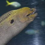 Giant Moray