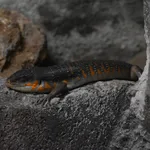 Algerian Orange-tailed Skink