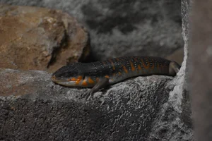 Algerian Orange-Tailed Skink