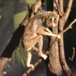 Highland Slender Loris