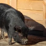 Domestic Pig