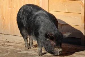 Varken