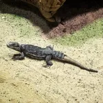 Five-keeled Spiny-tailed Iguana