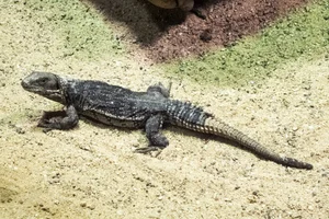 Five-keeled Spiny-tailed Iguana