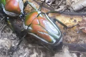 Dicronorhina derbyana